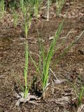 Carex acuta