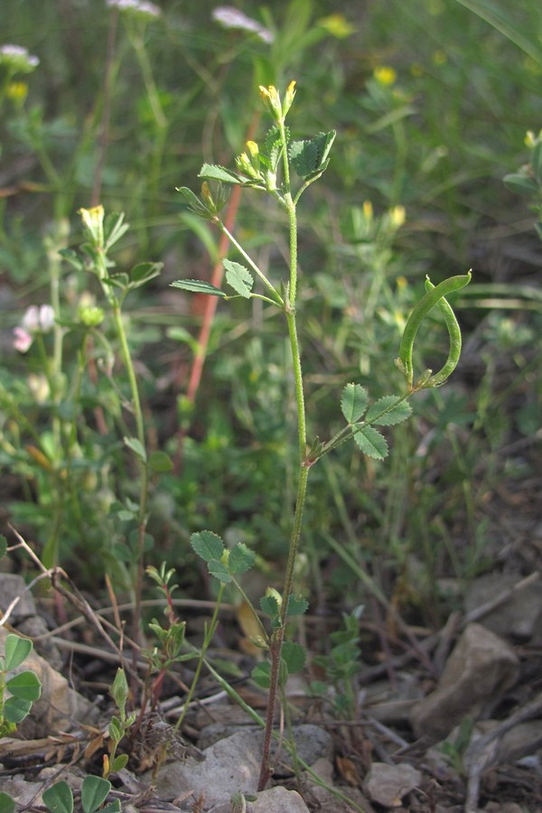 Изображение особи Trigonella striata.