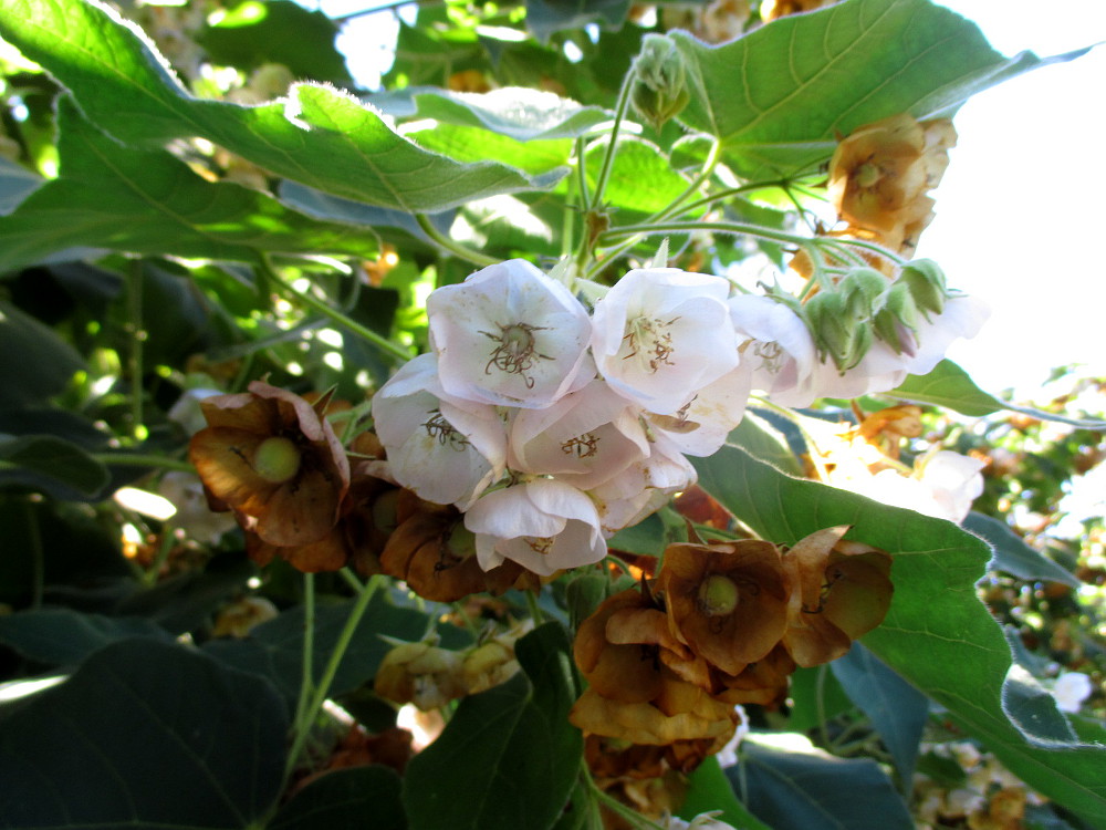 Изображение особи Dombeya burgessiae.