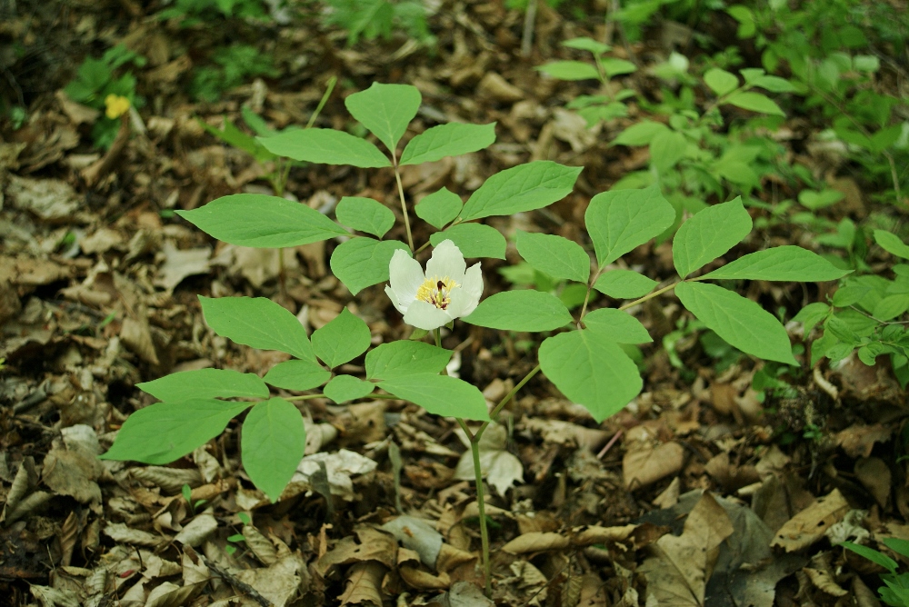 Image of Paeonia oreogeton specimen.
