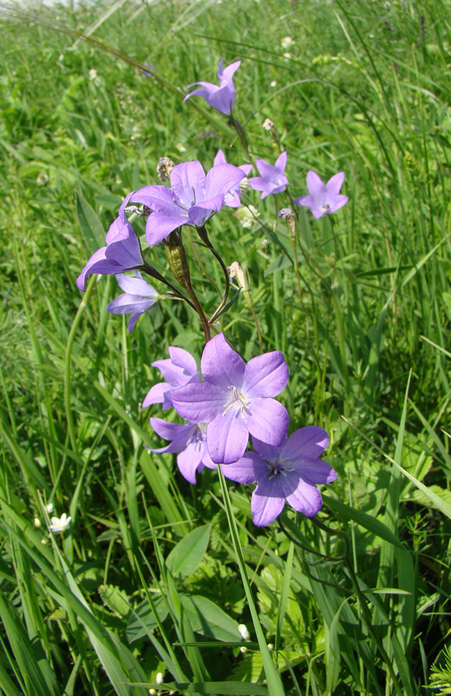 Изображение особи Campanula wolgensis.