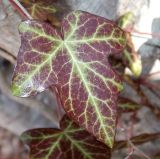 Hedera helix