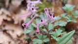 Corydalis paczoskii. Верхушка цветущего растения. Крым, окр. Балаклавы. 02.03.2016.