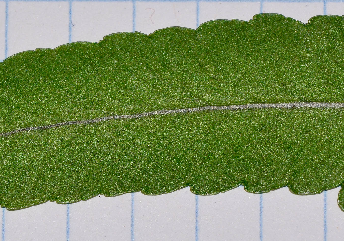 Изображение особи Polypodium cambricum.