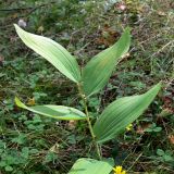 Epipactis helleborine. Верхушка вегетирующего растения. Свердловская обл., г. Екатеринбург, окр. пос. Шабровский, берёзовый лес. 15.08.2015.