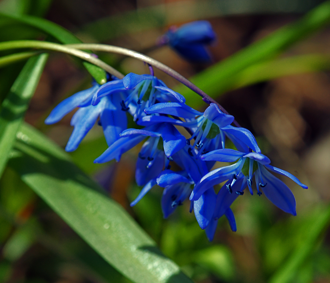 Изображение особи Scilla siberica.