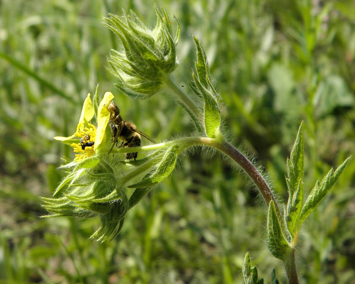 Изображение особи Potentilla callieri.