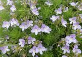 Veronica filifolia