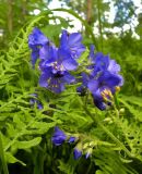 Polemonium caeruleum