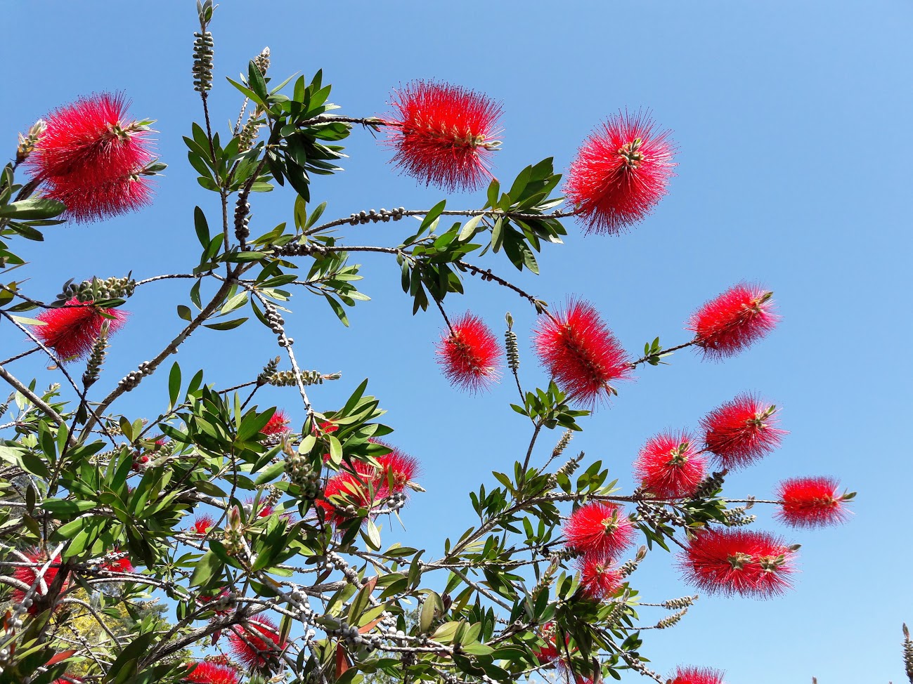 Изображение особи род Callistemon.