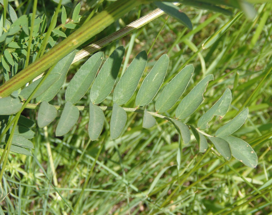 Изображение особи Onobrychis arenaria.