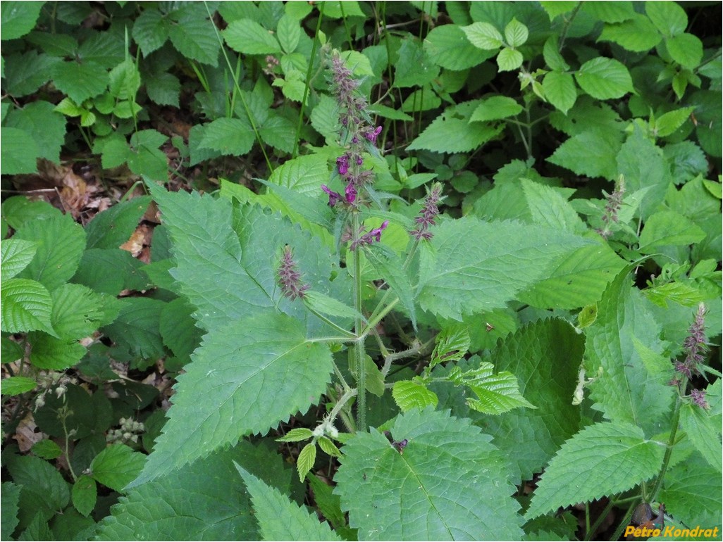 Изображение особи Stachys sylvatica.