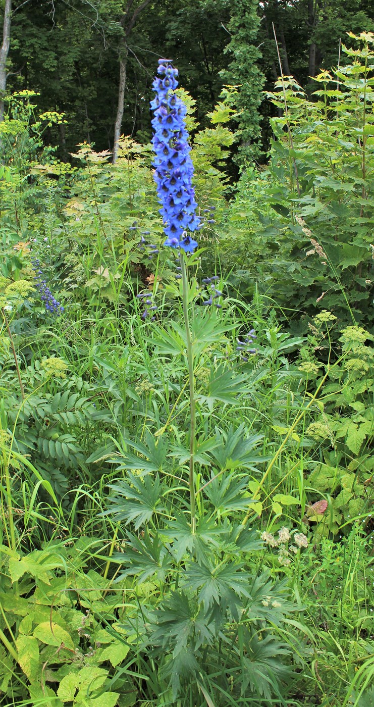 Изображение особи Delphinium elatum.