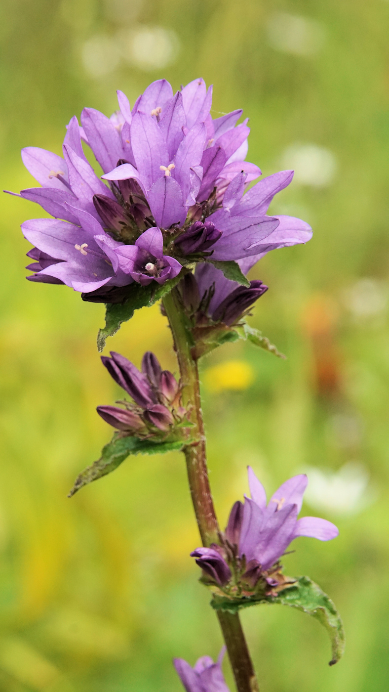 Изображение особи Campanula glomerata.