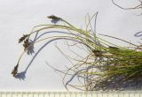 Carex micropodioides