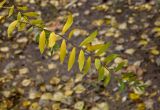 Spiraea × cinerea. Побег с листьями в осенней окраске. Пермь, Свердловский р-н, в озеленении двора. 26 октября 2017 г.