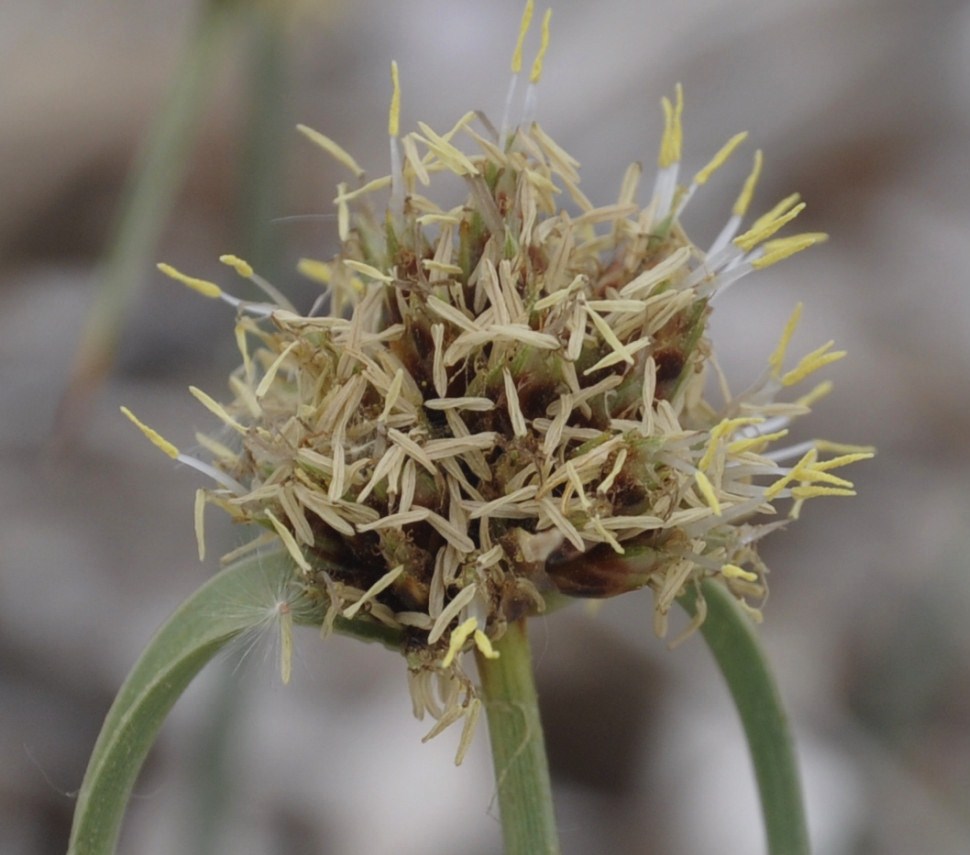 Image of Cyperus capitatus specimen.