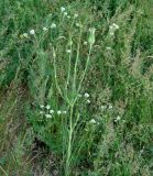 Tragopogon orientalis. Верхняя часть отцветшего растения. Иркутская обл., Усольский р-н, окр. с. Холмушино, высокий берег р. Белая, разнотравный луг. 17.06.2017.