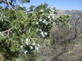 Juniperus seravschanica. Ветвь с незрелыми шишкоягодами. Таджикистан, Гиссарский хребет, бас. р. Варзоб, ущелье р. Кондара, полоса контакта чернолесья и термофильных арчевников. 25.04.2017.