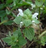 Lamium purpureum