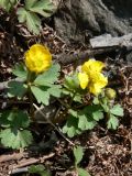 Ranunculus franchetii