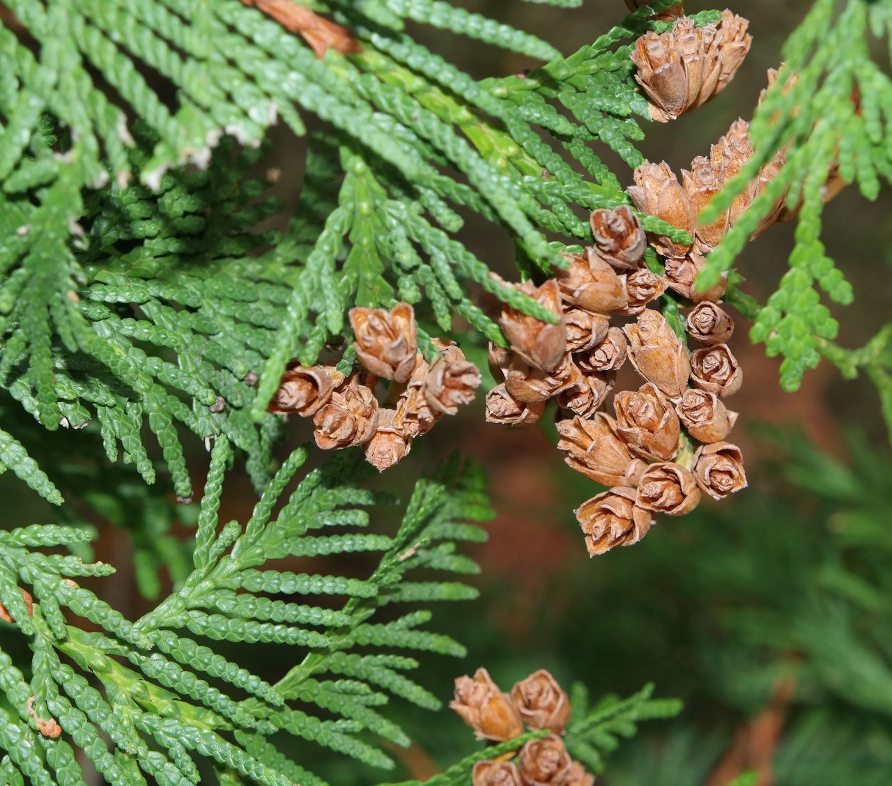 Изображение особи Thuja occidentalis.