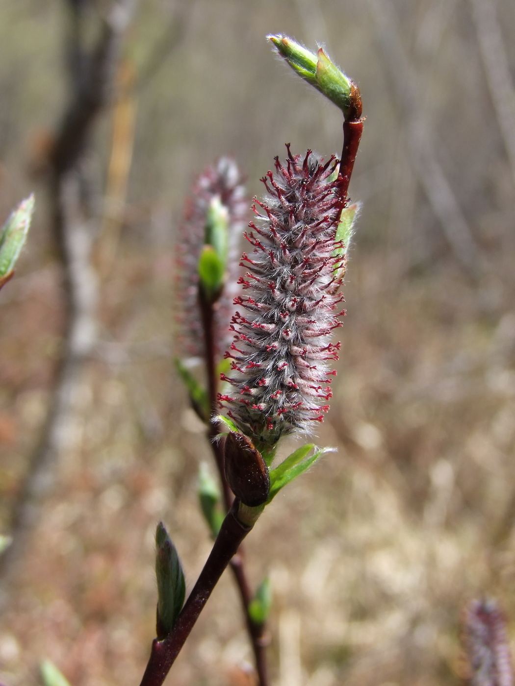 Изображение особи Salix saxatilis.