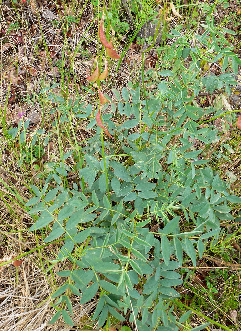 Изображение особи Astragalus tugarinovii.