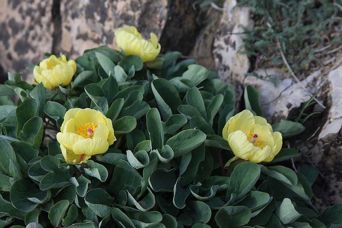 Изображение особи Paeonia wendelboi.