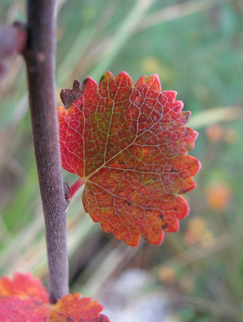 Image of Betula nana specimen.