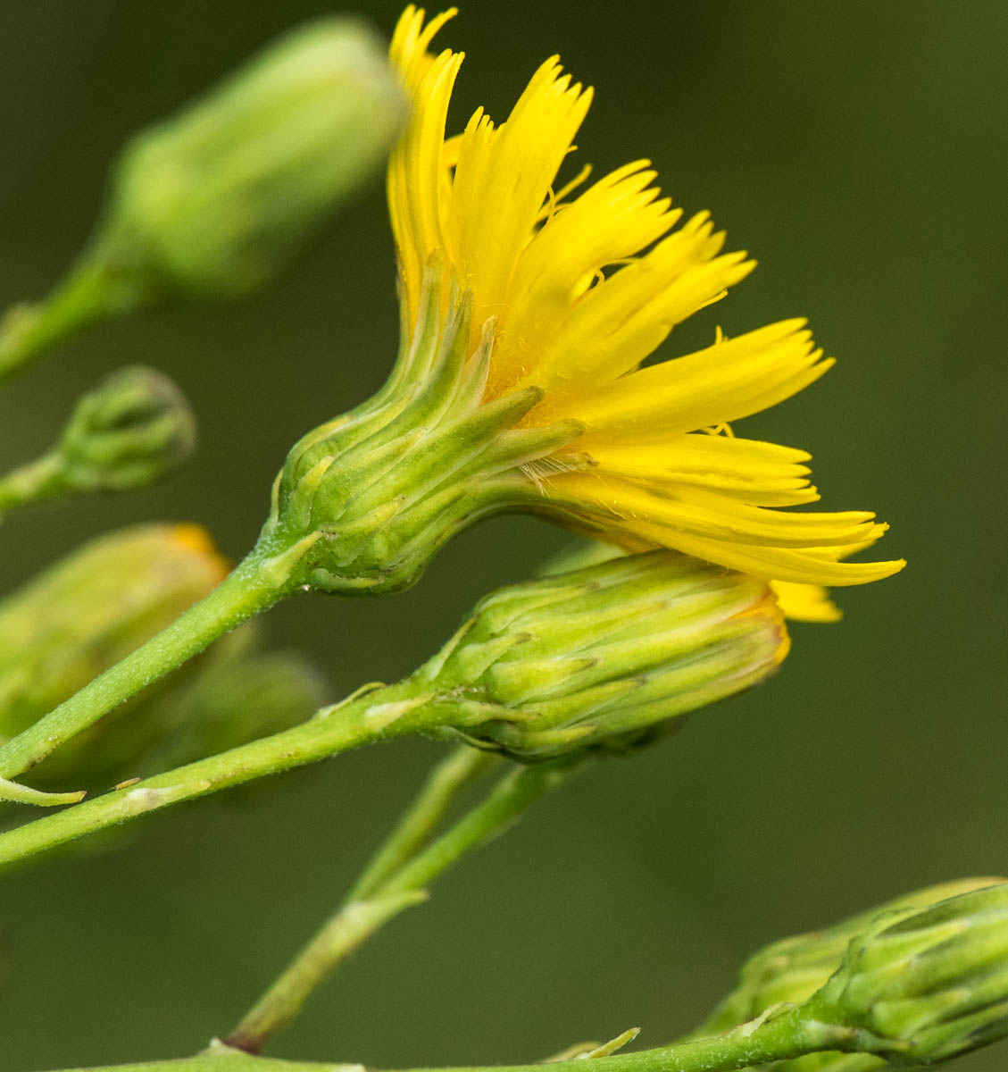 Изображение особи Hieracium virosum.