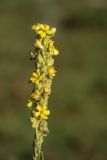 Verbascum thapsus