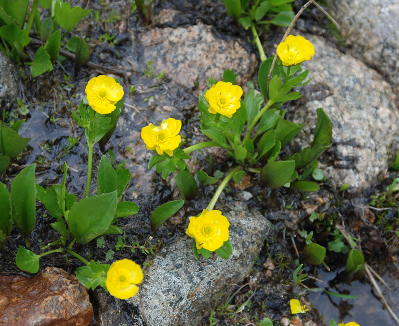 Изображение особи Ranunculus altaicus.