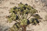 Ferula foetida