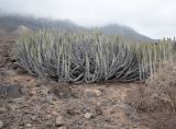 Euphorbia canariensis