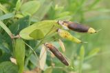 Lathyrus palustris