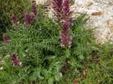 Acanthus syriacus