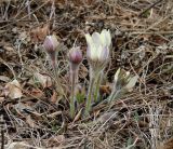 Pulsatilla orientali-sibirica