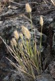 Agropyron kazachstanicum