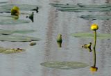 Nuphar lutea