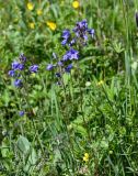 Polemonium caeruleum