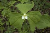 Trillium × komarovii