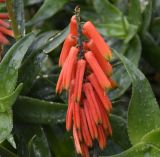 Aloe ciliaris