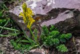 Corydalis gortschakovii. Цветущее растение. Киргизия, Ошская обл., Памир, Заалайский хр., гребень пика Петровского, ≈ 4000 м н.у.м., каменистый склон. 05.07.2022.