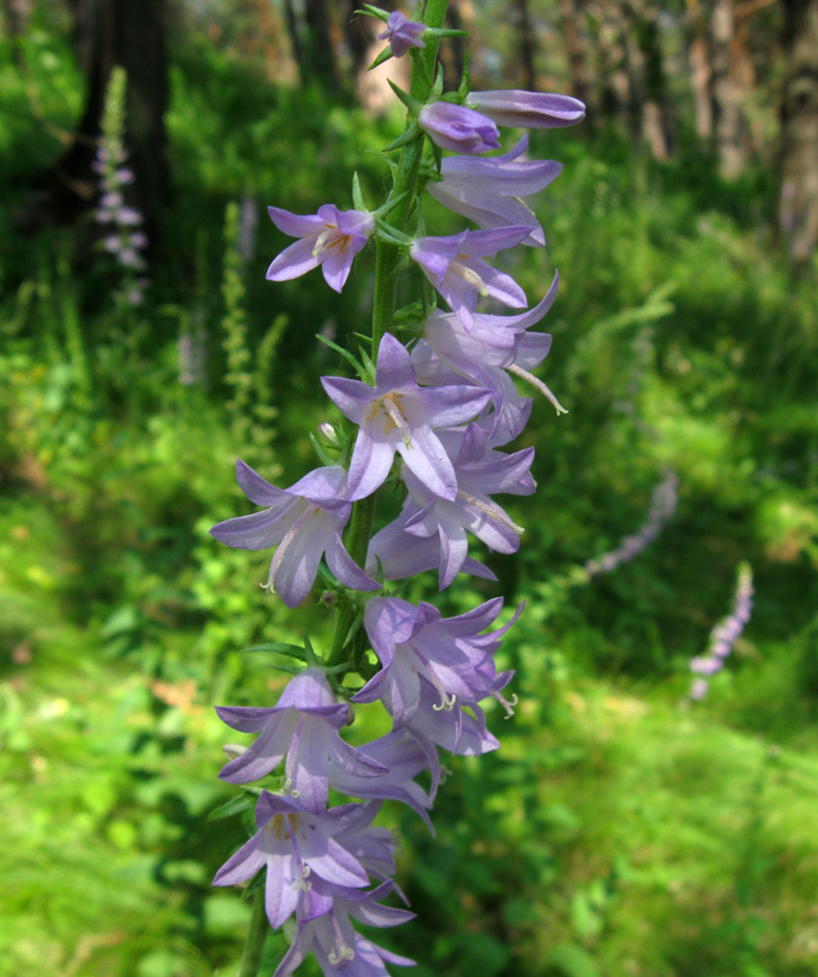 Изображение особи Campanula bononiensis.