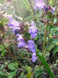 Salvia tomentosa