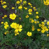 Ranunculus polyanthemos