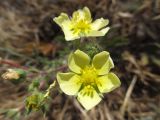 Potentilla semilaciniosa. Цветки. Южный берег Крыма, пос. Гурзуф, ур. Мёртвая долина. 27.05.2012.