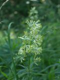 Asperula molluginoides