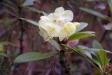 Rhododendron aureum